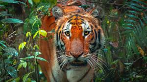 ASSAM, MEGHALAYA & WILDLIFE