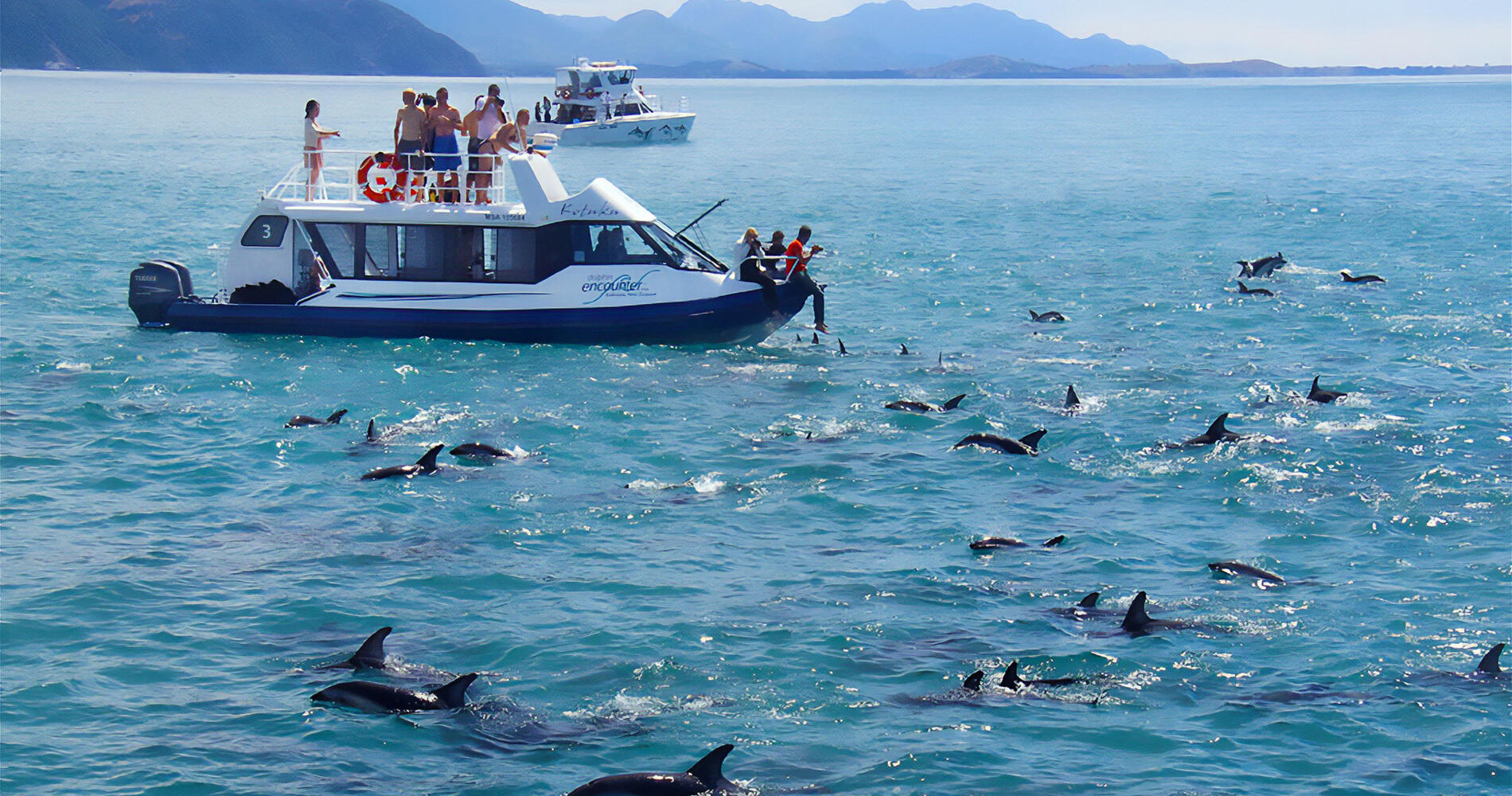 Christchurch – Kaikoura (Dolphin Encounter Swim) – Christchurch(3hrs)