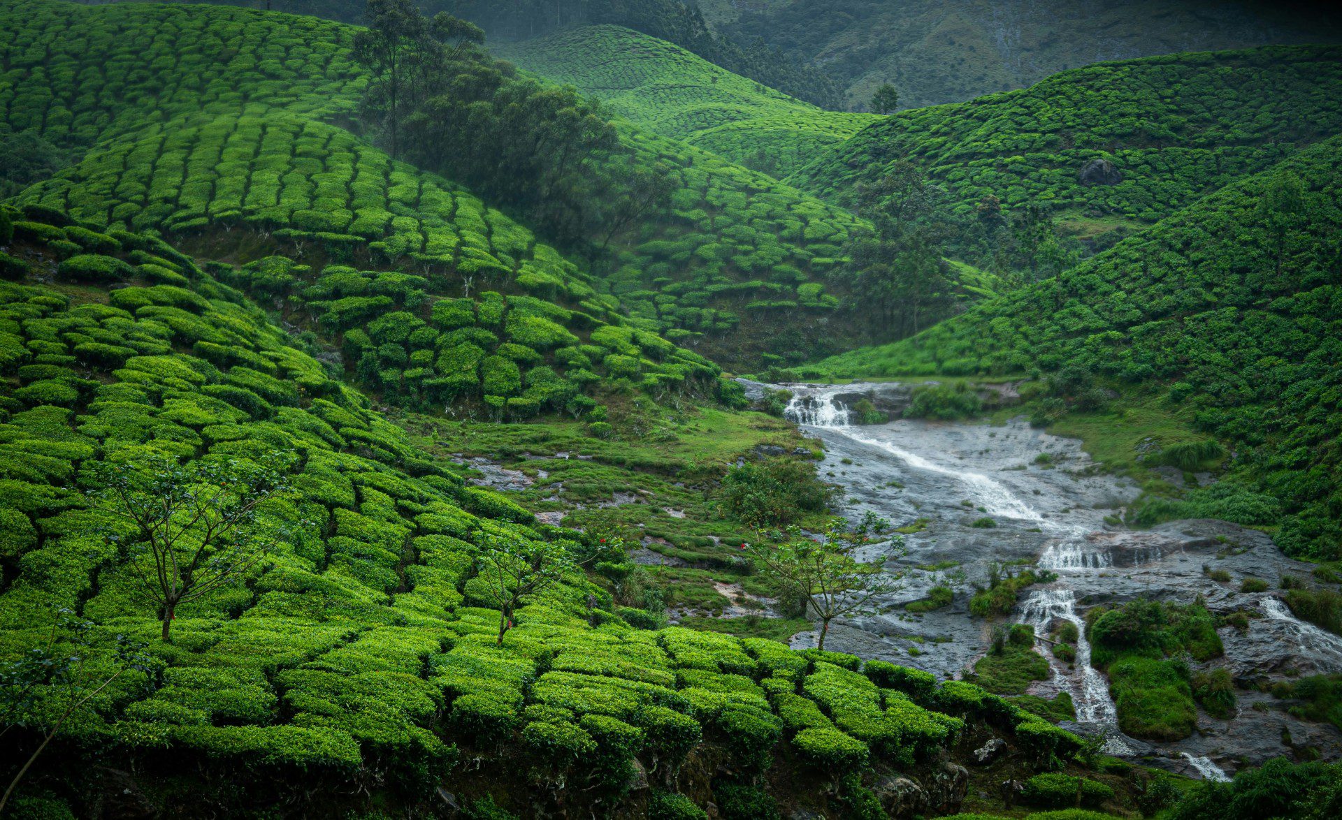 Cochin - Munnar : ( 125 K.M / 4 Hours )
