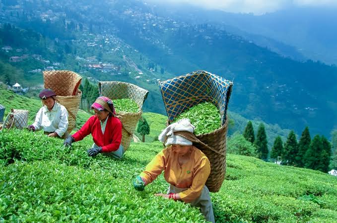 ❄️Sikkim, Lachung & Darjeeling Himalayan Adventure - 7N/8D