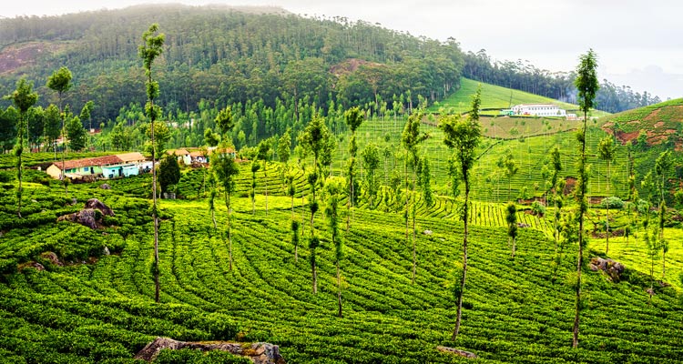Ooty Local Sightseen