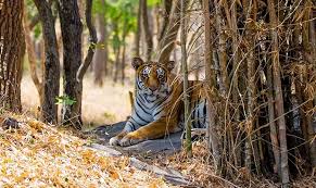 Wildlife & Nature Experience
